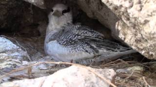 Redbilled Tropicbird Rabijunco picorojo Phaethon aethereus nest [upl. by Aroc615]