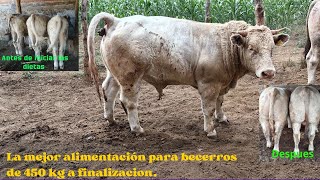 DIETA DE FINALIZACION PARA BECERROS DE 450 KG DE PESO VIVO A RASTRO [upl. by Elttil755]