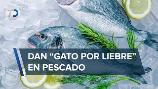 ¡Mucho ojo cuate Más del 50 de pescaderías en CdMx venden productos diferentes a los anunciados [upl. by Eloisa]