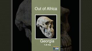 Homo Erectus Out of Africa shorts paleoanthropology fossils ancestors science uctv research [upl. by Nonek]