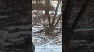 Deer outside our hotel room Lake Harmony PA [upl. by Ayirp]