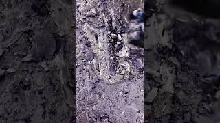 Excavating a Belemnite Fossil Squidlike creature 🦑 shorts [upl. by Lowenstern]