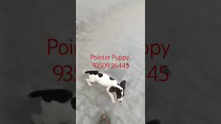 Pointer India Sale Female Puppy BestDogsDealsIndia [upl. by Lowenstern]