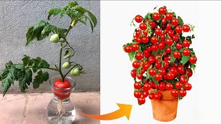 I never plant tomatoes without this For large fruits and more tomatoes follow this [upl. by Donadee608]