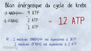 Cycle de Krebs [upl. by Nedyaj]