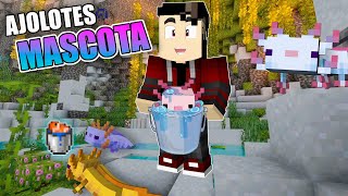 Donde ENCONTRAR AJOLOTES minecraft 118 [upl. by Normandy]