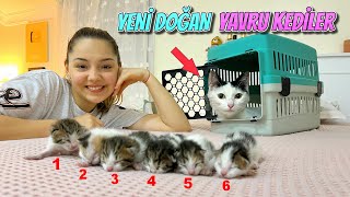 KEDİ DOĞUMU YENİ DOĞMUŞ YAVRU KEDİLER VE ANNESİ [upl. by Ahsemed]