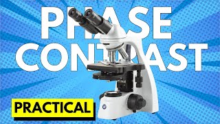 Phase contrast microscopy practical  How to use phase contrast microscope [upl. by Eddana854]