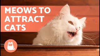 SOUNDS to Make Your CAT COME to CUDDLE YOU 📣🐈 Meows to ATTRACT Your CAT When They HIDE [upl. by Aunson]