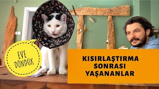 KEDİ KISIRLAŞTIRMA SONRASI EVDE BAKIM VE KONTROL [upl. by Sueaddaht]