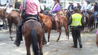 Cabalgata feria cali 2013 [upl. by Brunhilda]