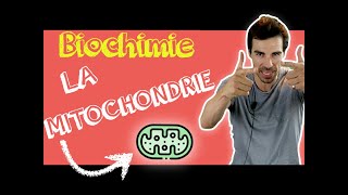 COURS DE BIOCHIMIE Structure mitochondrie [upl. by Regnij]