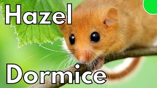 Britains Rarest Hazel Dormice and how to help them [upl. by Ewell338]