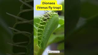 7 Carnivorous plants  Know 7 Insectivorous Plants Names  Plant Science  biologyexams4u [upl. by Rima]