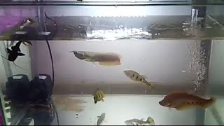 VIDEO KIRIMAN SUBSCRIBER IKAN PREDATOR DARI ARWANA SAMPAI BELIDA BANGKOK [upl. by Ocnarf]