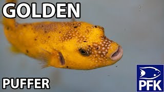 HOW TO KEEP GOLDEN PUFFER Arothron meleagris [upl. by Sheppard631]