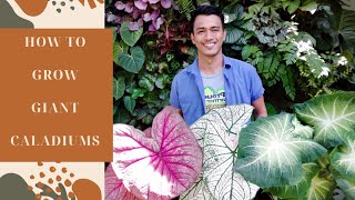 HOW TO GROW GIANT CALADIUMS [upl. by Ahsiuq]