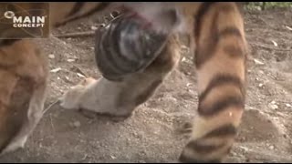 Tiger Birth at Tiger Canyons Help save tigers Share our post [upl. by Liddy]