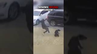 İşte Bu Yüzden Doberman En İyi Bekçi Köpeği💪🏿 [upl. by Aicelaf658]