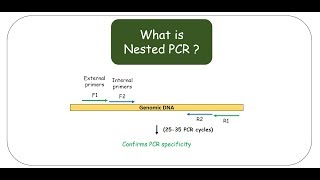 Nested PCR [upl. by Llerrod600]