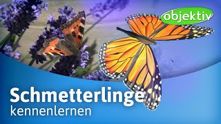 Alles über Schmetterlinge [upl. by Casimir437]