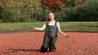 Cranberry Harvest 2021  Family Farming [upl. by Cynthy]