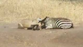 Zebra amp Lion FIGHT TO THE DEATH [upl. by Ahsercel]