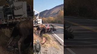 two males moose fighting over territory [upl. by Bel]