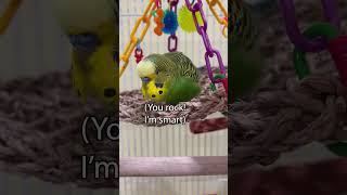 Boba Feathers  Boba the Budgie  Talking Parakeet [upl. by Moriah]