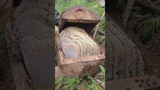 Extreme Honeycomb harvesting 🍯 Harvesting honey from beehive 🐝 EP47 viral shorts satisfying [upl. by Yardley]