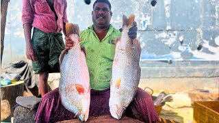 KASIMEDU 🔥 MINNAL RAJA  ORIGINAL BARRAMUNDI FISH CUTTING  IN KASIMEDU  HD VIDEO  FF CUTTING 🔪 [upl. by Xever19]