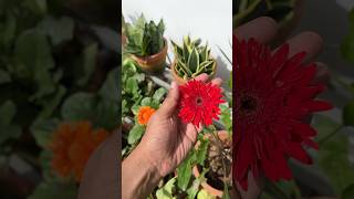 Gerbera plant  jishnuuthaman floweringplants garden homegardens [upl. by Nahsad]