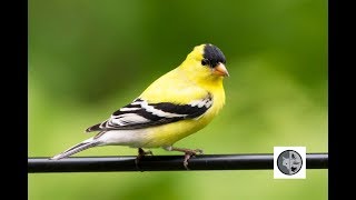 Oiseaux du Québec Chardonneret jaune et Gros bec errant [upl. by Fulcher]