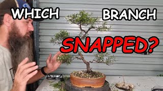 Leptospermum Bonsai style adjustments Shame I broke a main branch [upl. by Negris]