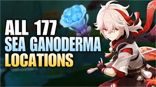 All Sea Ganoderma Locations  Efficient Farming Route  Kazuha Ascension Materials  Genshin Impact [upl. by Otrevlig703]