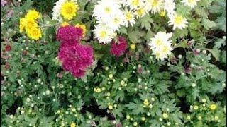 Best Fertilizer for Chrysanthemum Plant [upl. by Natsirc]