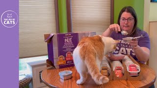 Kirkland Wet Cat Pate Food Review [upl. by Day]