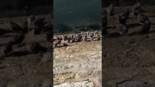 Sandpipers from above on musselburgh harbour [upl. by Urbano250]