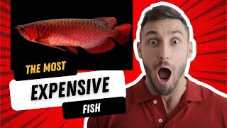 Why is the Arowana ARWANA the Worlds Most Expensive fish DRAGON FISH Ikan Naga air SUPER RED [upl. by Fadiman59]