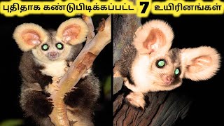 புதுமையான உயிரினங்கள்  Amazing New Species Discovered  Tamil Info Share [upl. by Wilcox]