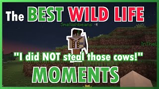 The BEST Wild Life moments so far  ft Grian Mumbo and MORE [upl. by Nordgren]