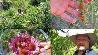 Harvesting Goji Berries amp Making Echinacea Flower Tea  Plus Bonus Footage [upl. by Farnsworth812]