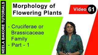 Morphology of Flowering Plants  NEET  Cruciferae or Brassicaceae Family  Part 1  Neela Bakore [upl. by Perni25]