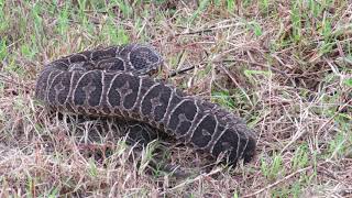 VÍBORA YARARÁ GRANDE Bothrops alternatus  La matamos o la re localizamos [upl. by Ahsac]