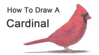 How to Draw a Cardinal [upl. by Neelak]