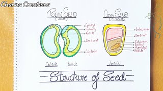 How to draw structure of Dicot and Monocot seed  seed structure Drawing seed Anatomy Drawing [upl. by Casilda]