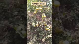 Kinnow farming news18upukdigital agriculture dragonfruit Sonurajput18372 [upl. by Lisetta416]