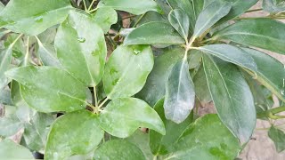 schefflera plant how to care and tips 🌿 [upl. by Farrel467]