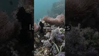 🌊 Discover the Hidden Mountains Beneath the Waves 🐟 Seamounts oceanprotection biodiversity [upl. by Odlawso]