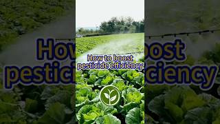 How to boost pesticide efficiency shortvideo howto garden youtubeshorts viralvideo plants [upl. by Mendelson486]